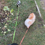 Two dogs walking on separate leads from one handle